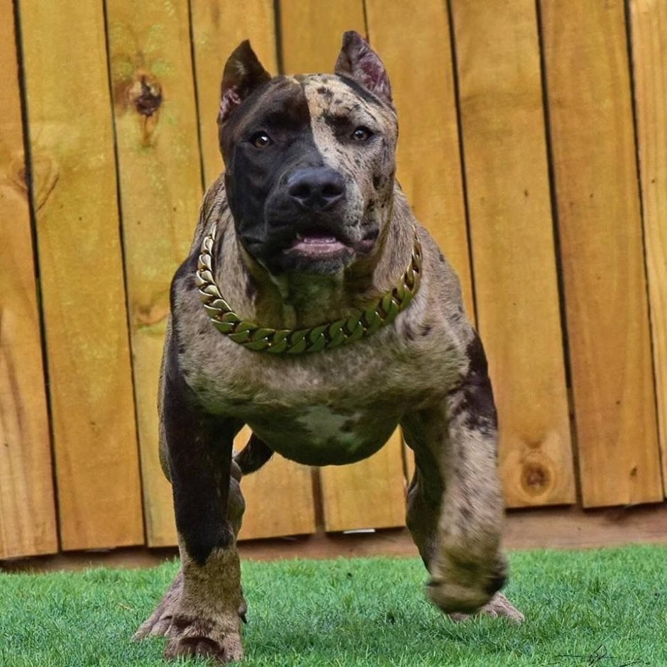 Суровые собаки породы