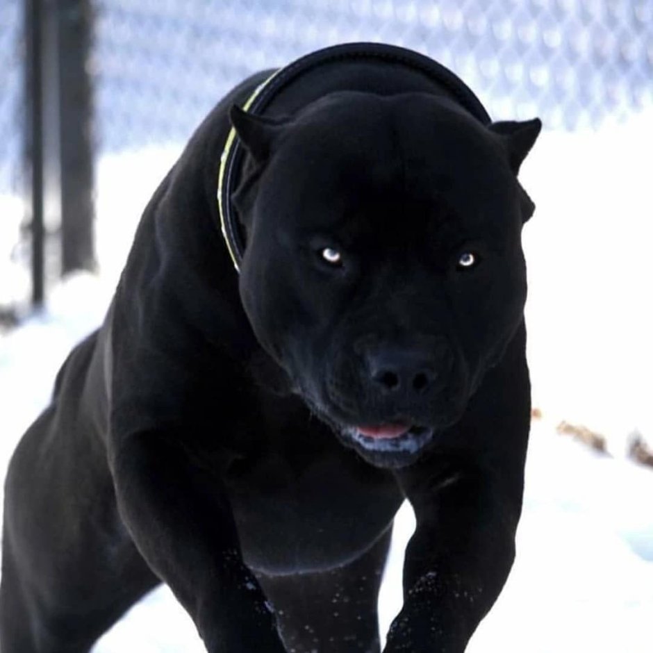 Американский питбультерьер черный щенок