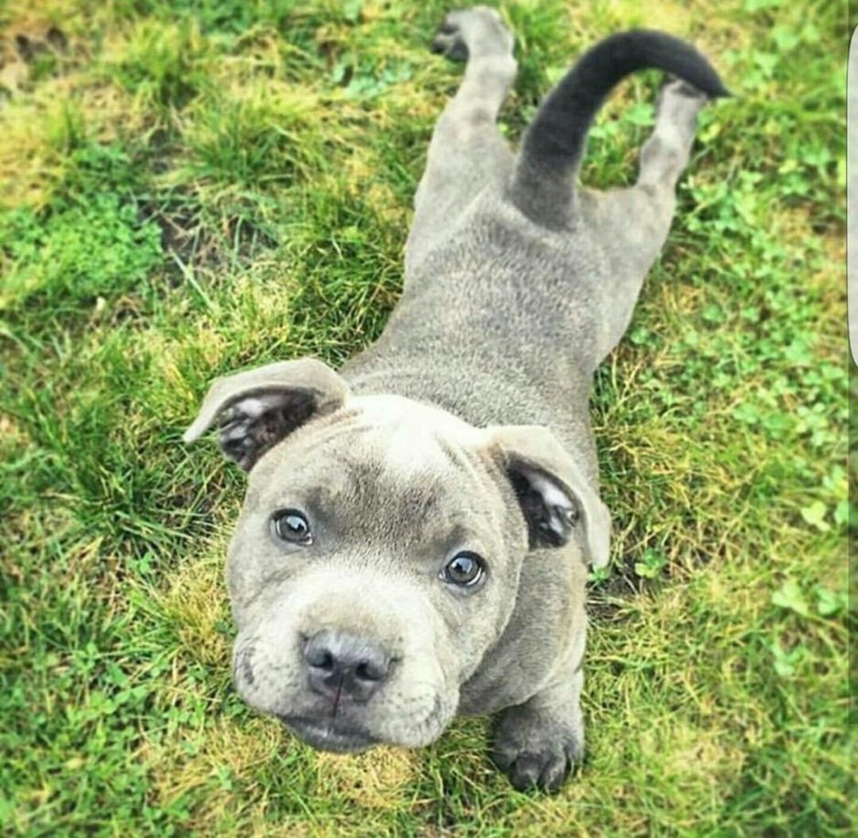 Карликовый питбуль