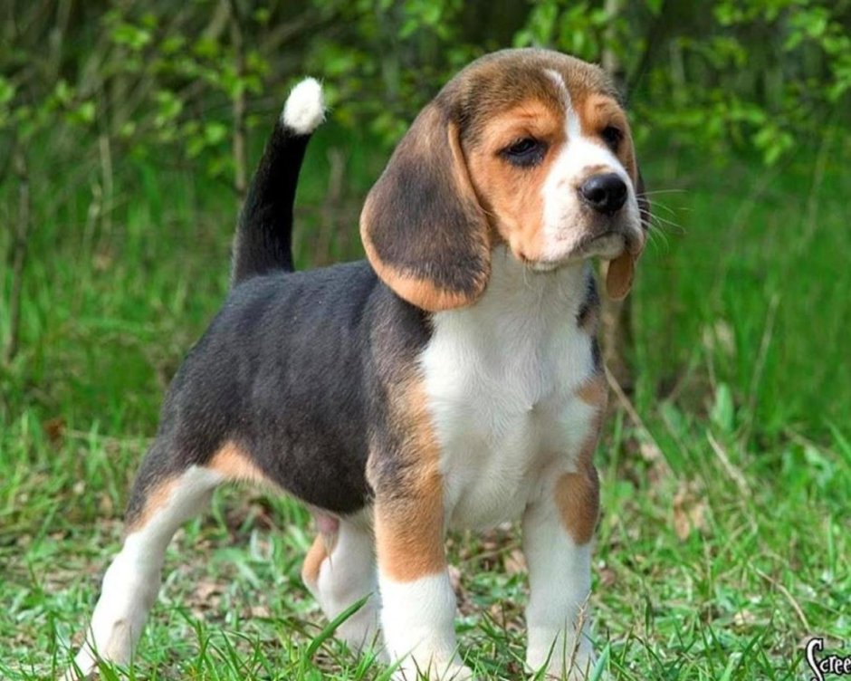 Фоксхаунд и Бигль