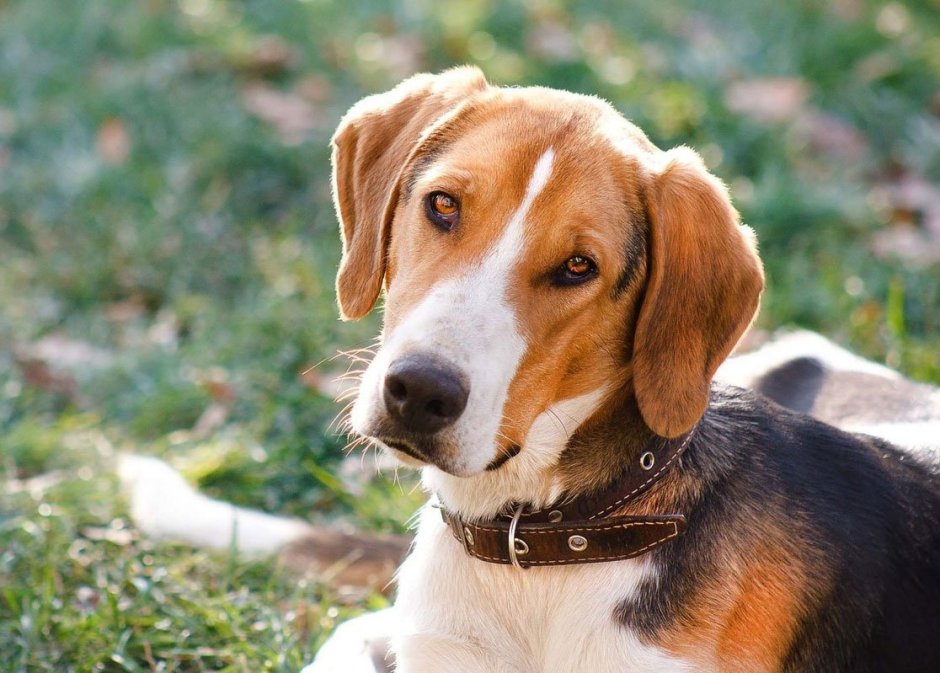 Пегая гончая