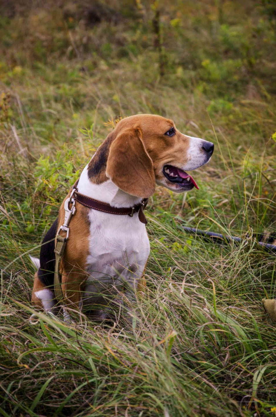 Бигль спаниель