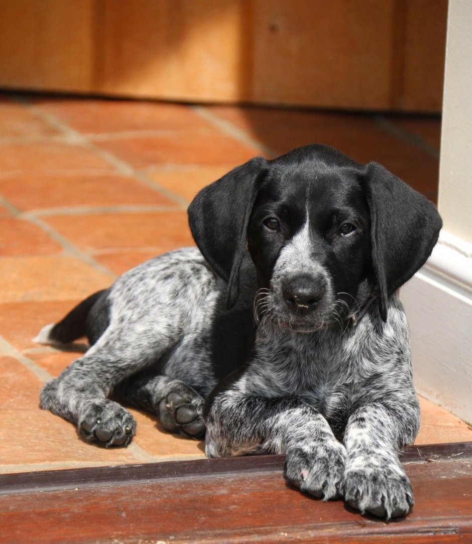 Охотничьи собаки маленькие