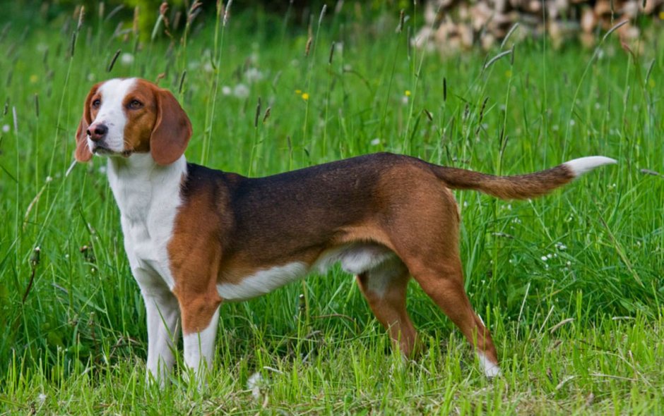 Немецкая гончая (зауэрландский бракк)