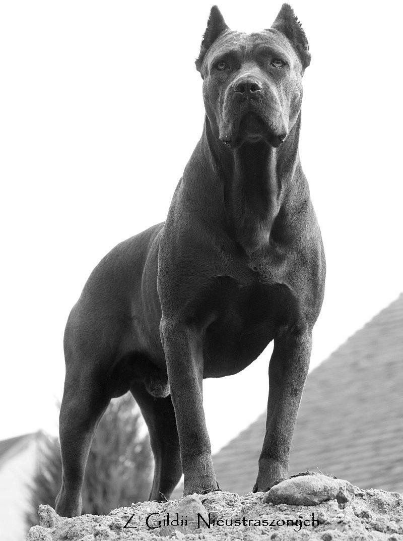 Бойцовские породы собак Кане Корсо