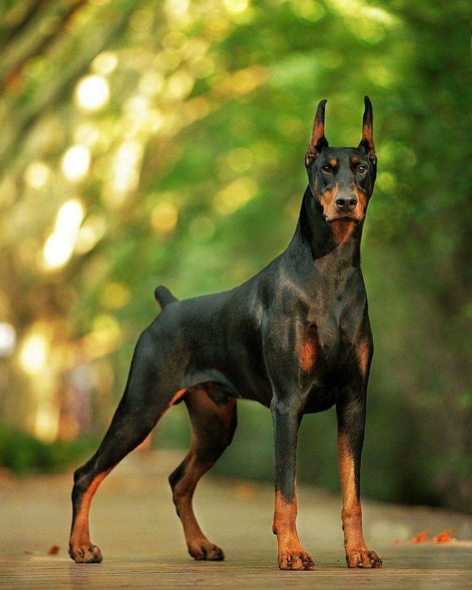 Пони Фалабелла