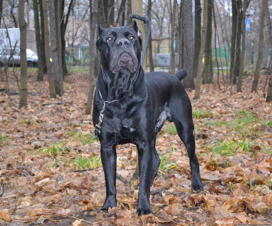 Хорса собаки порода