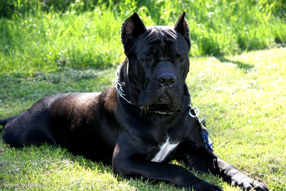 Итальянская собака Кане Корсо