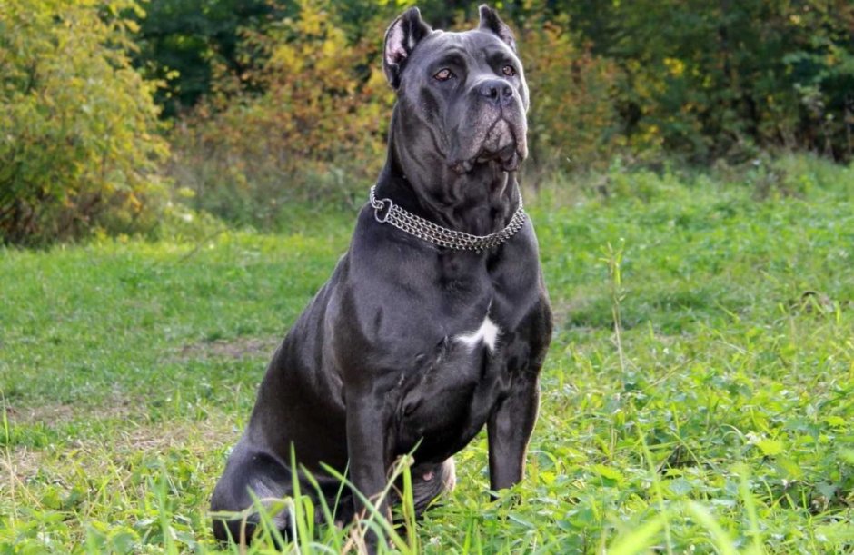 Кане-Корсо породы собак