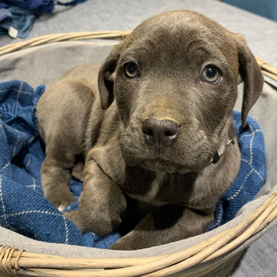 Американский питбультерьер качок