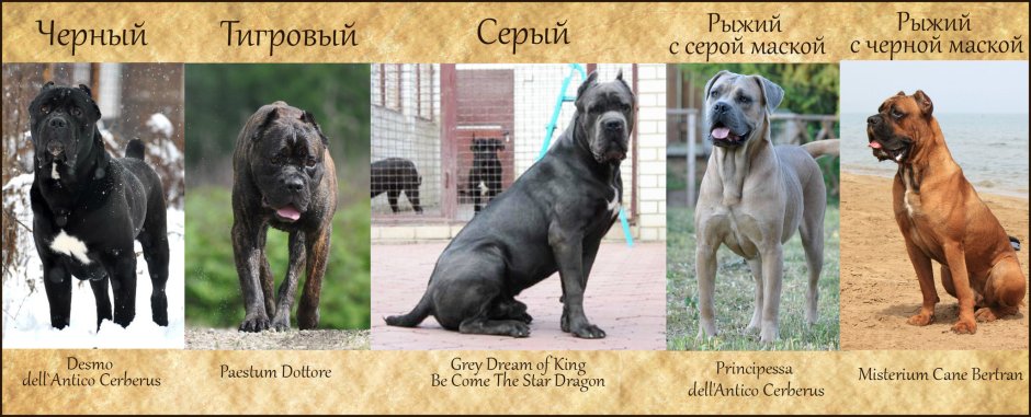 Окрасы Кане Корсо стандарты