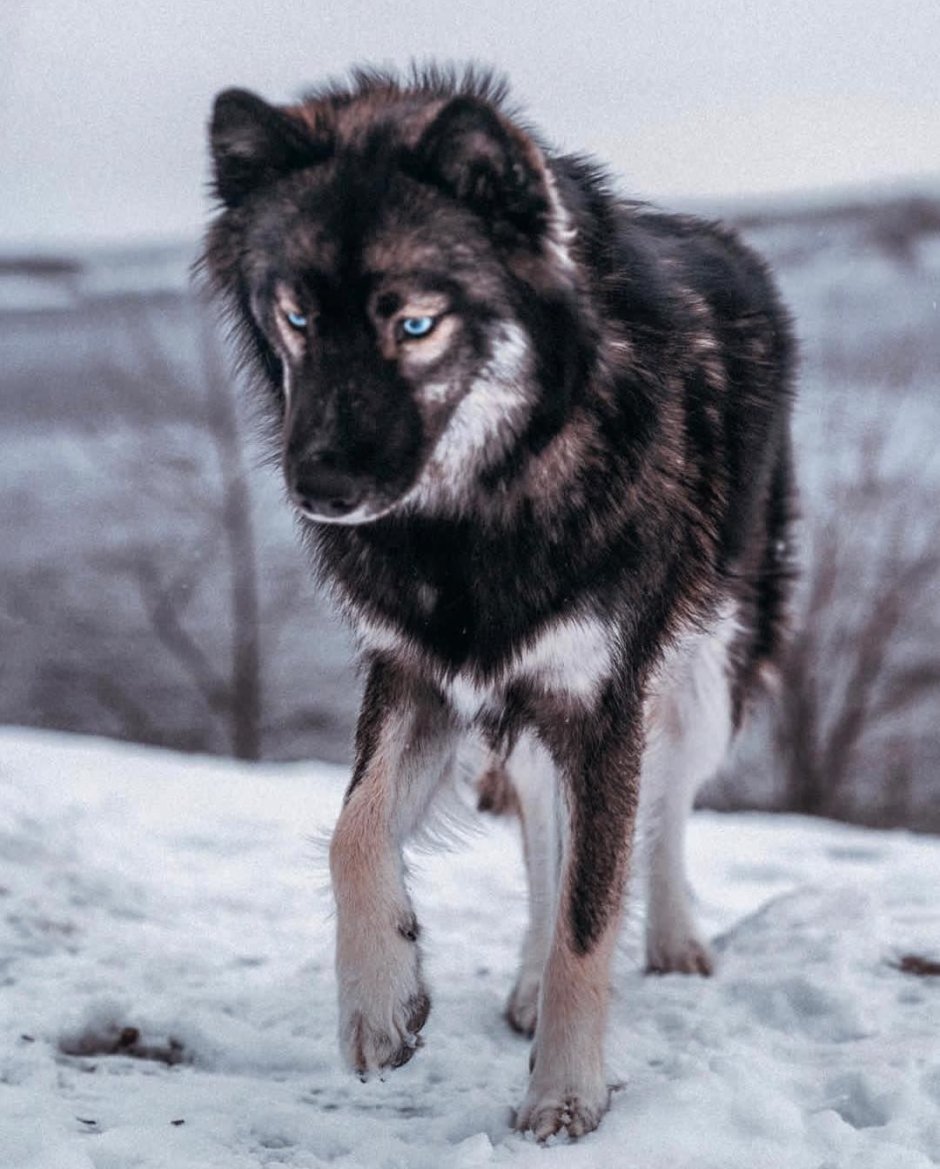 Хаски агути Эстетика