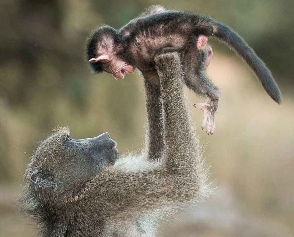 Любопытная обезьяна