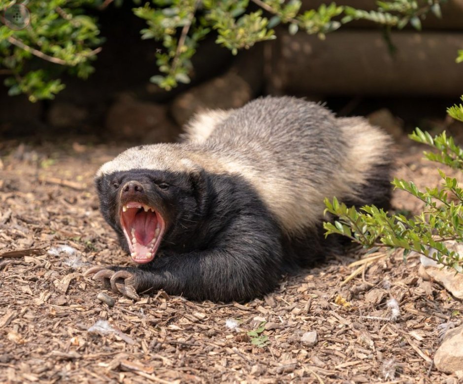 Барсук медоед