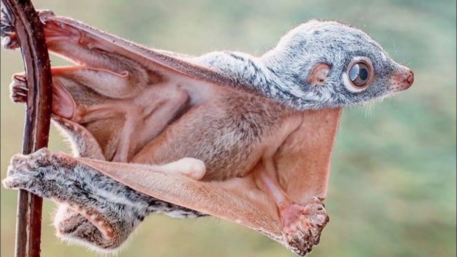 Шерстокрыл кагуан