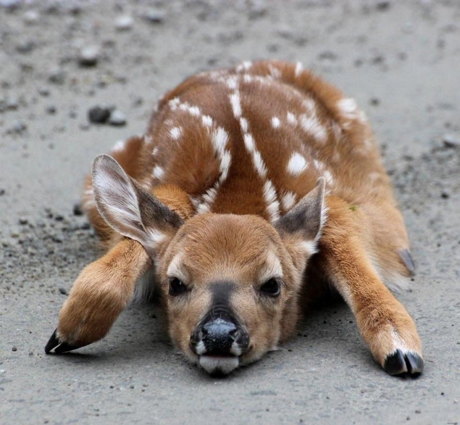 Милые Оленята