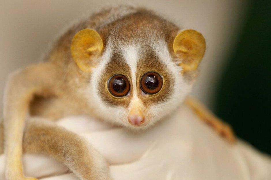 Тонкий Лори цейлонский