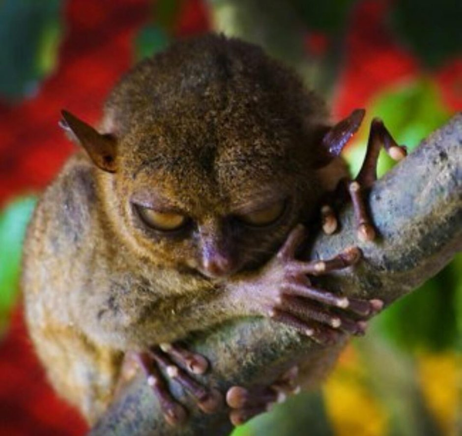 Безобидные животные