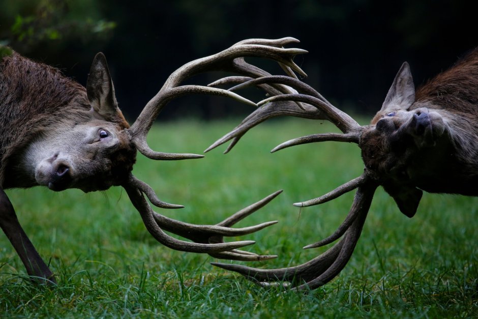 Причудливые животные