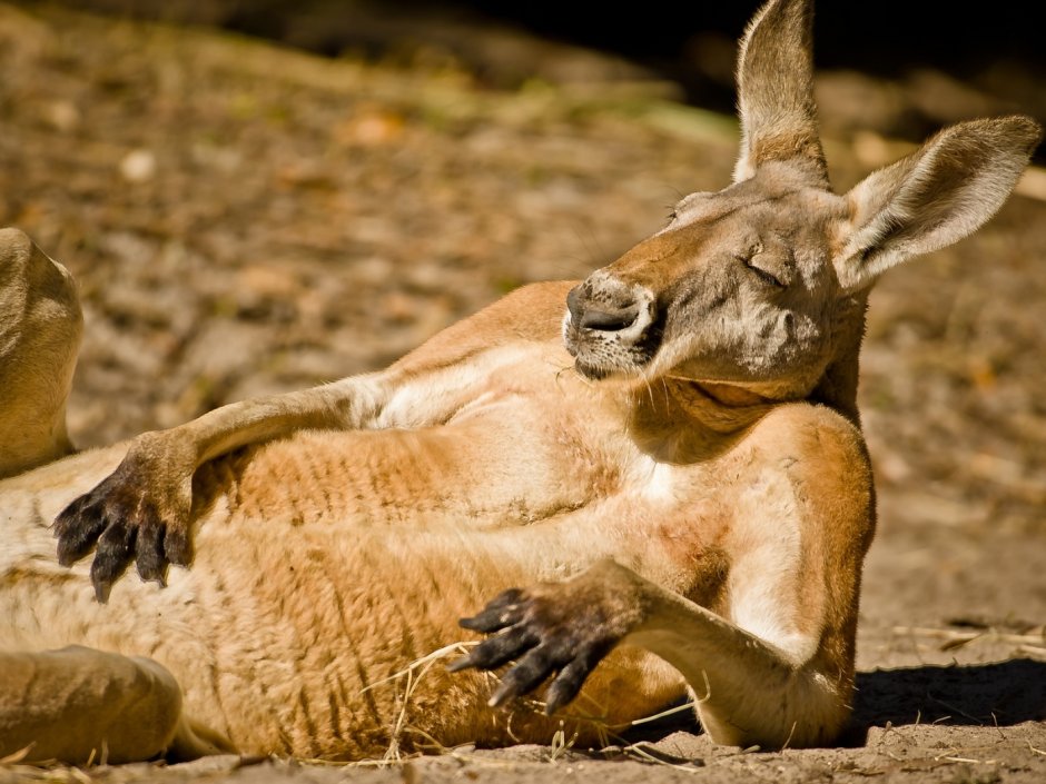 Расслабление животных