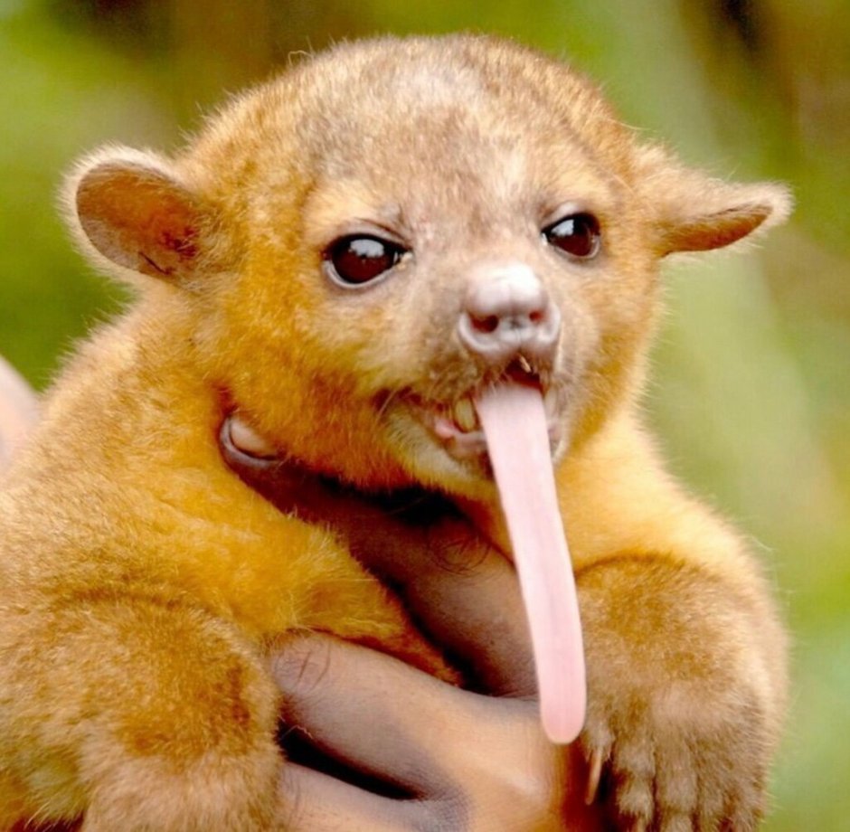 Цветочный медведь кинкажу