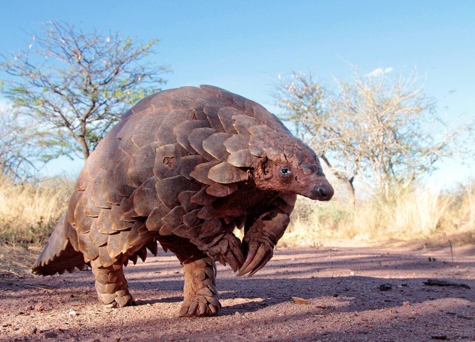 Панголин коронавирус заражение
