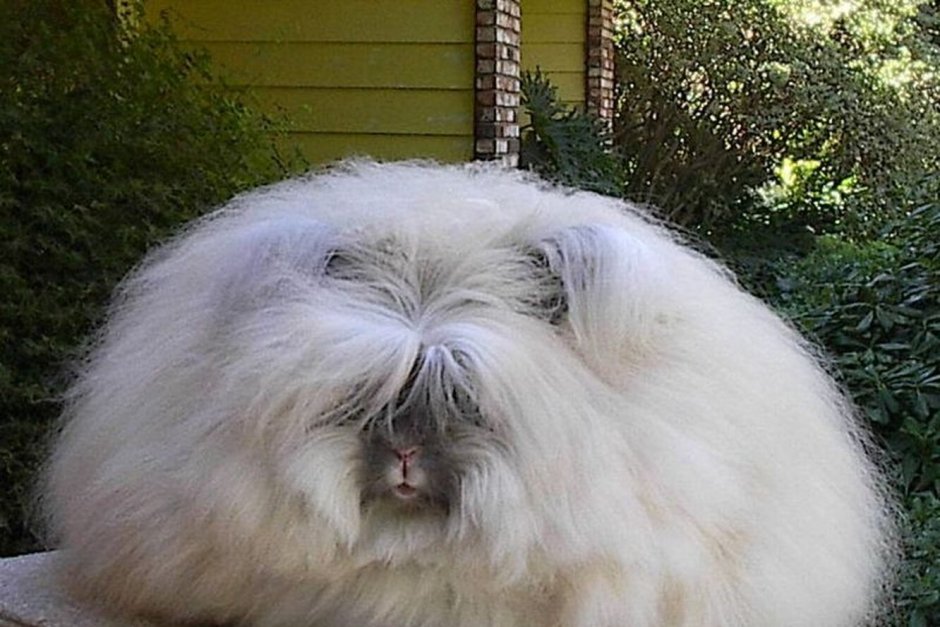 Английский ангорский кролик