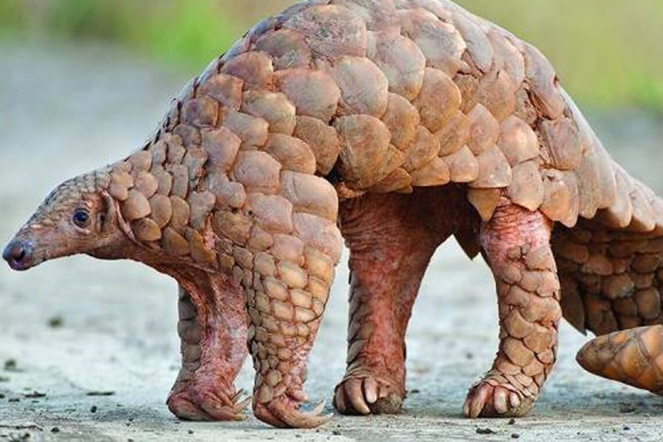 Панголин и муравьед