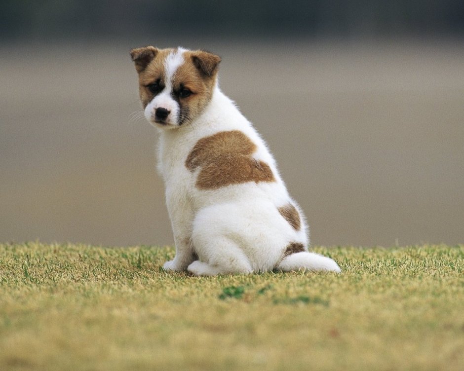 Далматинец щенок