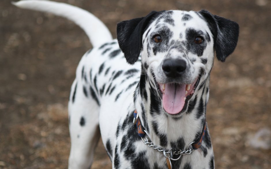 Собака такса рыжая