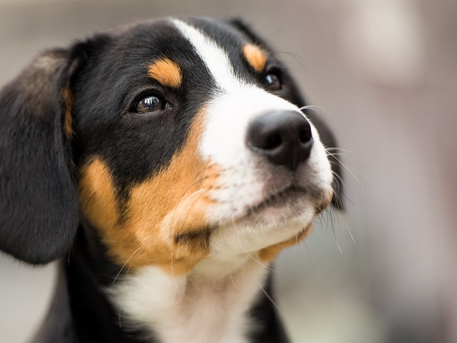 Черно бело коричневая собака