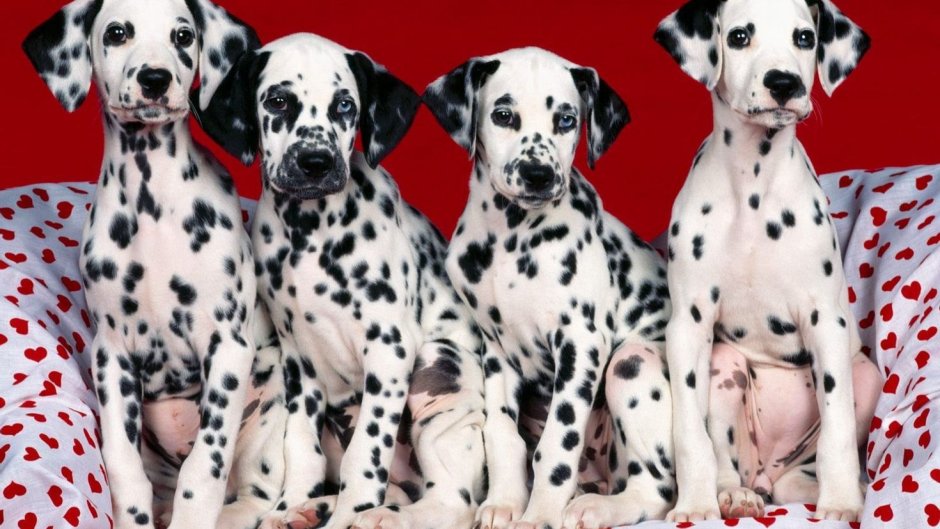 Далматинец щенок