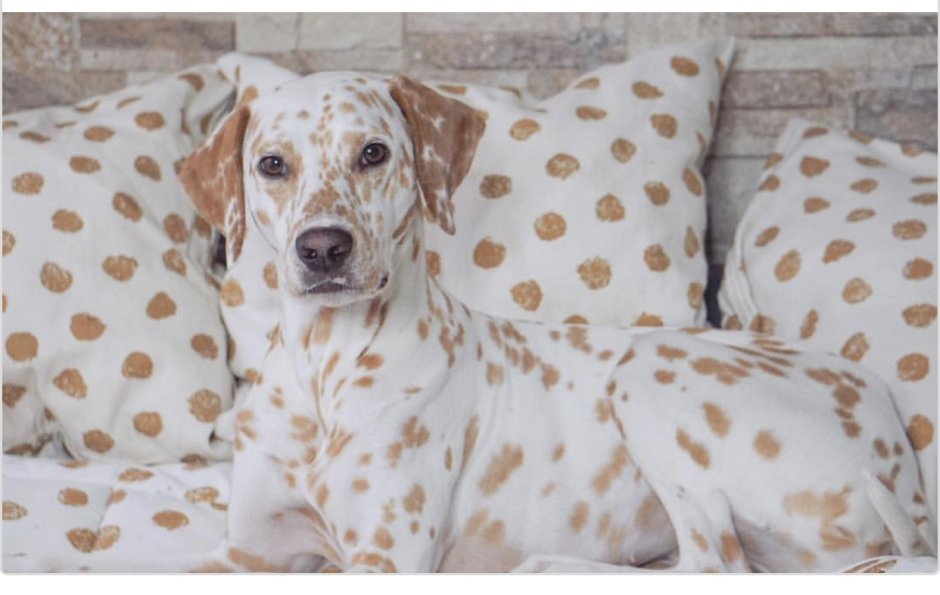 Далматин рыжий