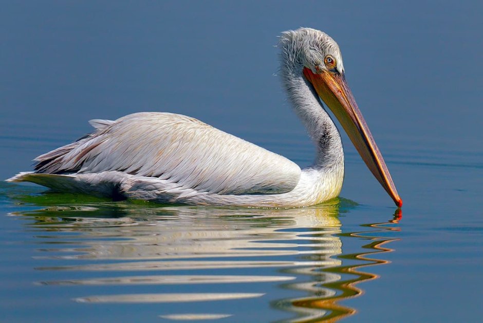 Кудрявый Пеликан – Pelecanus crispus Bruch