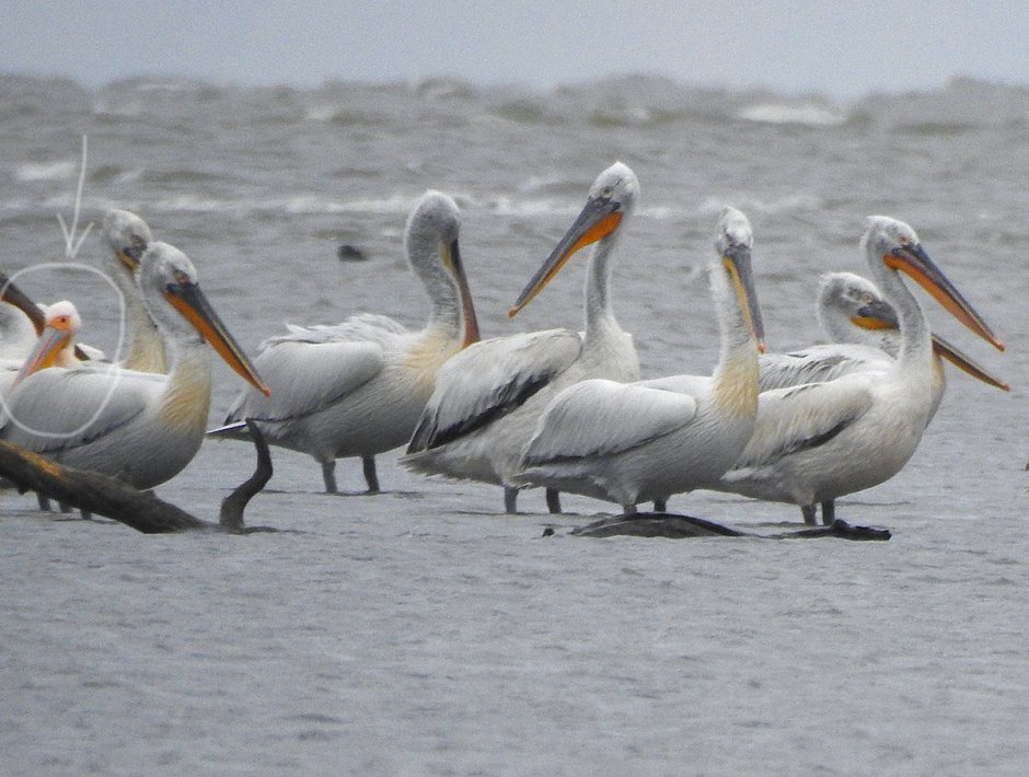 Розовый Пеликан Pelecanus onocrotalus (Linnaeus,