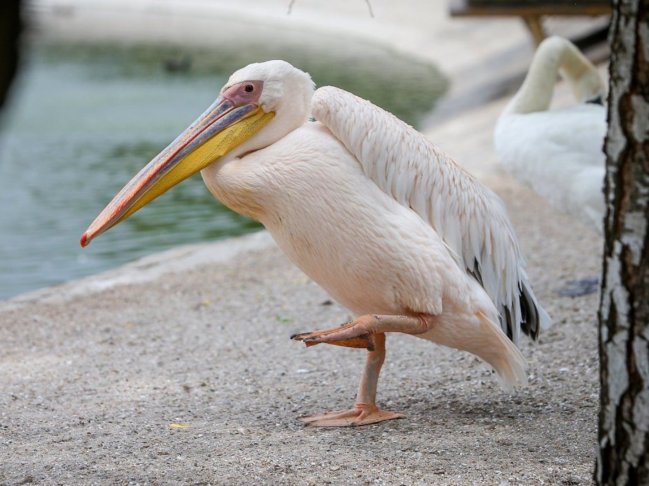 Pelecanus onocrotalus
