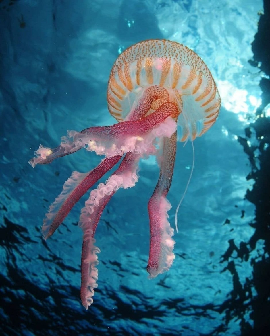 Пелагия ночесветка (Pelagia Noctiluca)