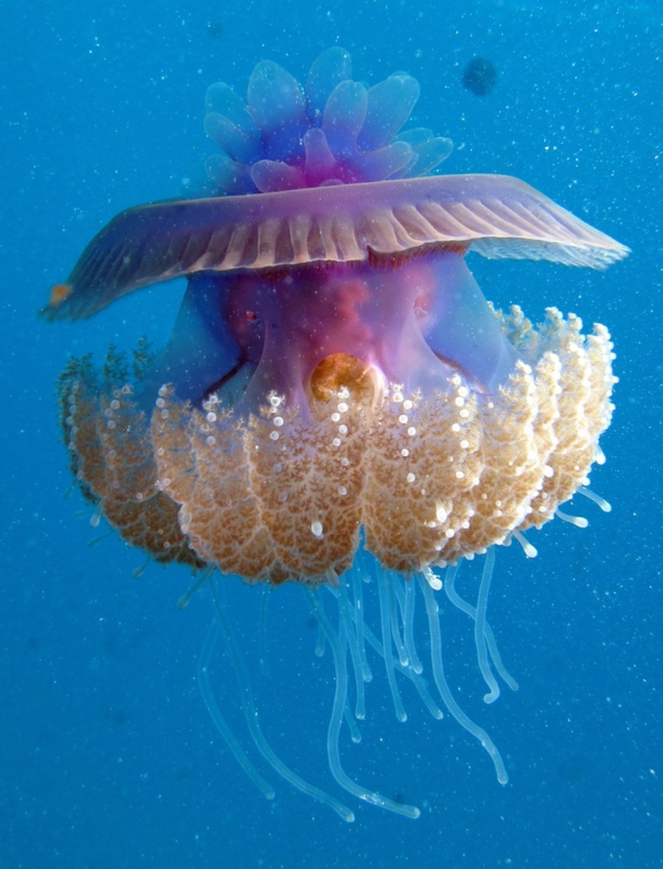 Морское животное медуза