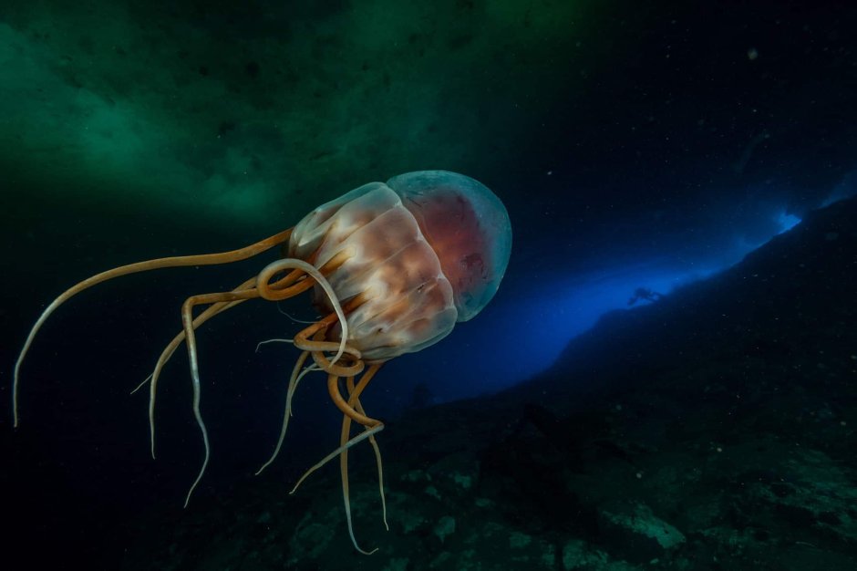 Periphylla periphylla