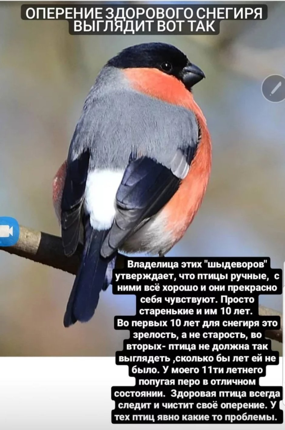 Фотография снегиря