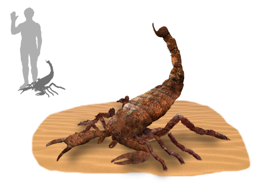 Pulmonoscorpius kirktonensis