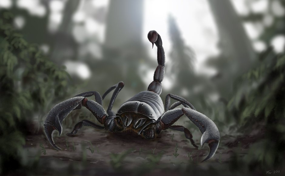 Скорпион Pulmonoscorpius