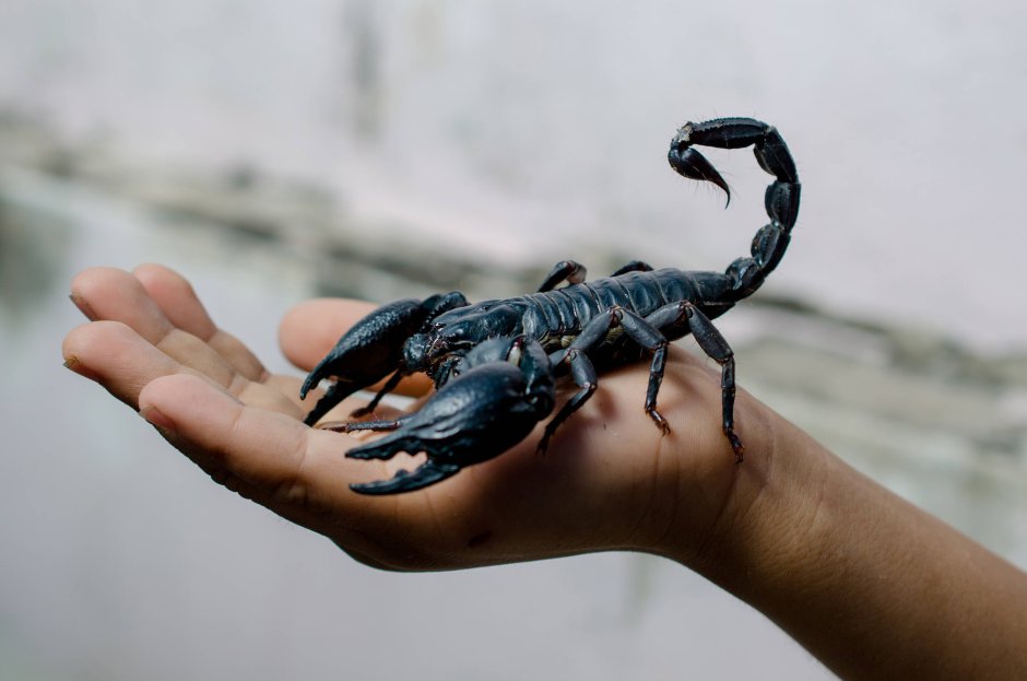Скорпион Microtityus Minimus