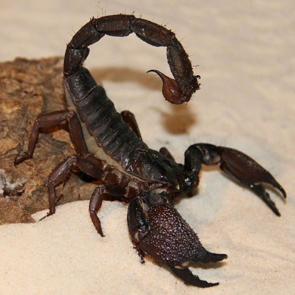 Heterometrus swammerdami Скорпион