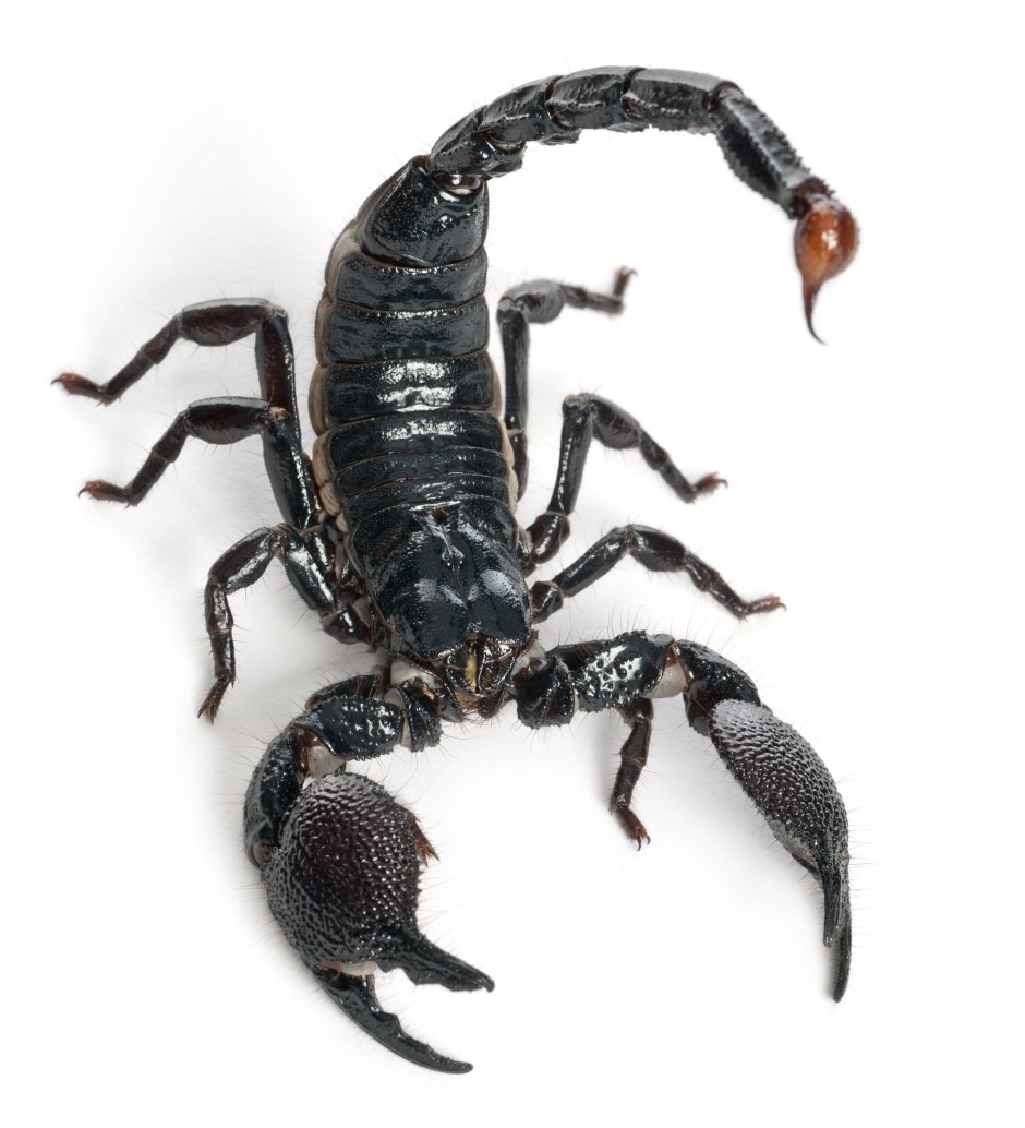 Императорский Скорпион (Pandinus Imperator)