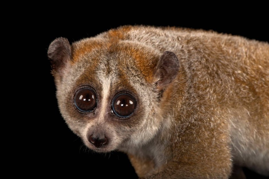Nycticebus pygmaeus