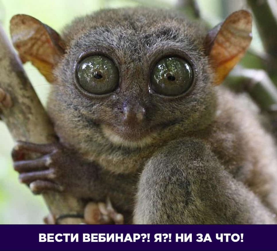 Лори, долгопят, галаго