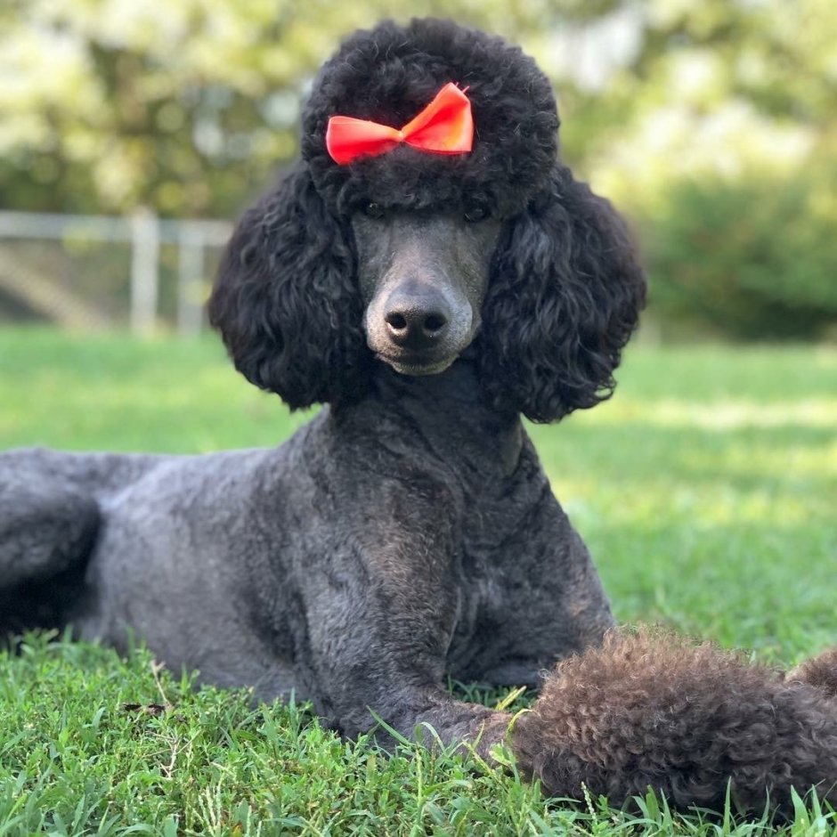 Карликовый пудель нестриженный