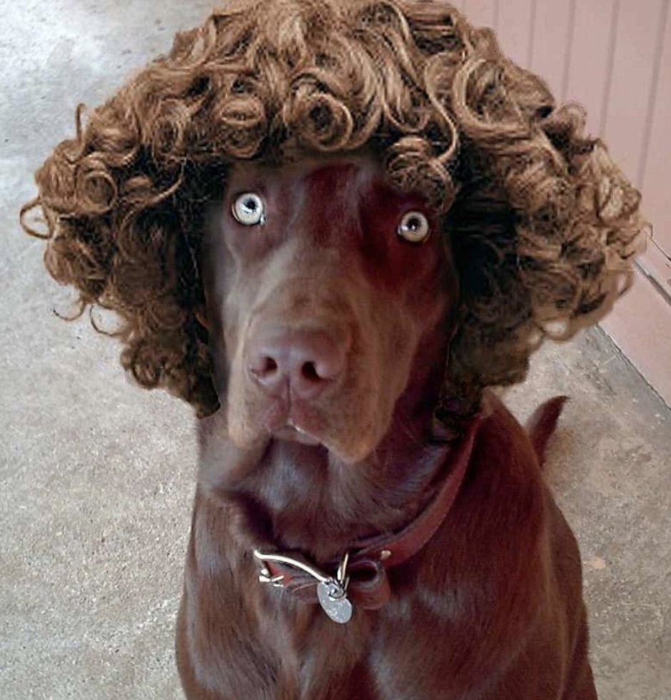 Собака с кудрявыми волосами