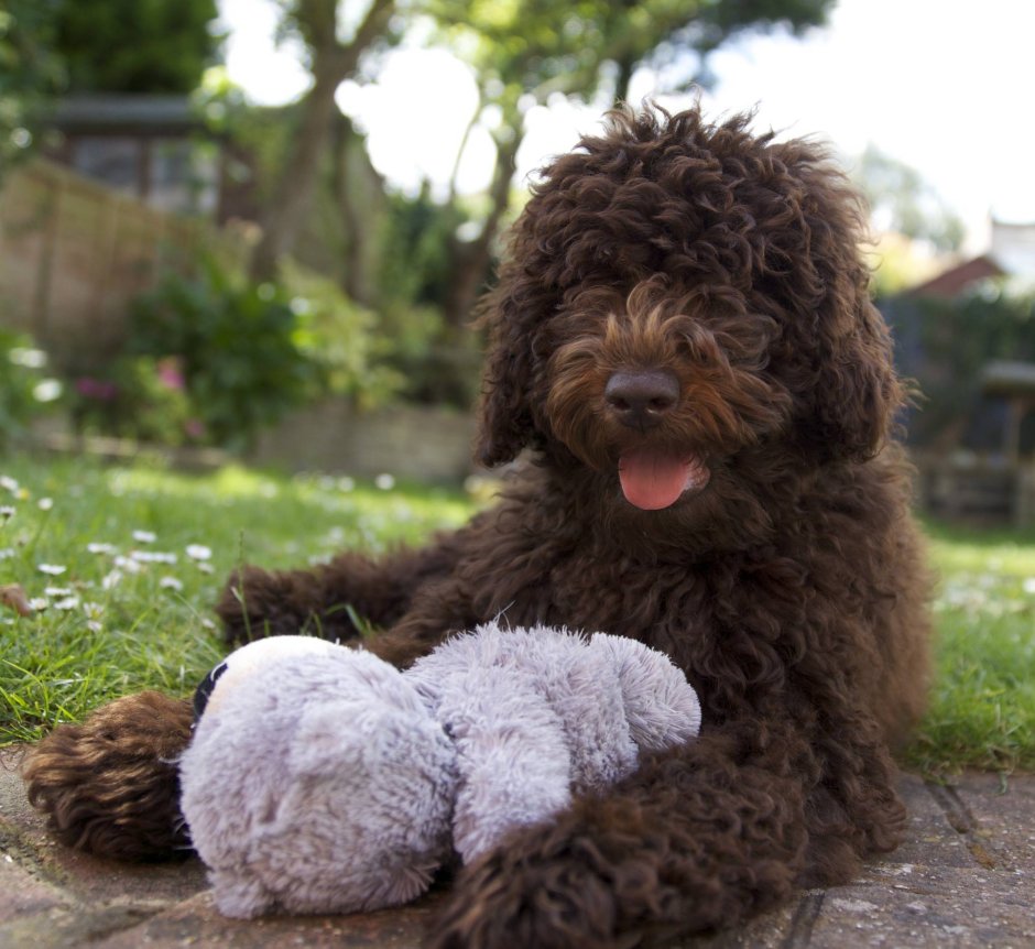 Лабрадудель маленький